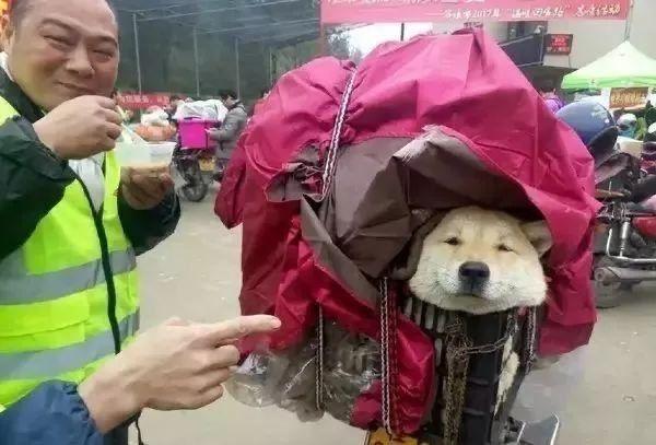 载狗骑摩托车，风里来尘里去的那些讲究，一次给你说明白