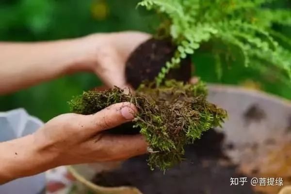 怎么弄喷水？从浇花到造景，手把手教你整明白