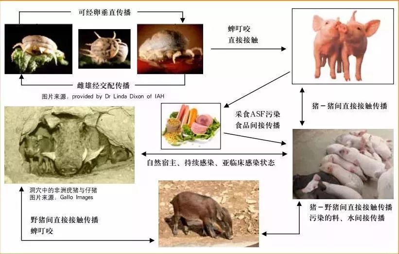 山西猪肉疫情是真的吗？我把这事儿从头到尾捋了一遍