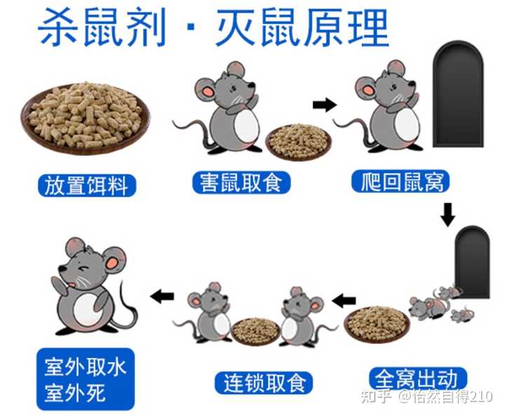 如何防鼠害，从厨房到仓库，一篇讲透老鼠为啥来、怎么赶、怎么断根