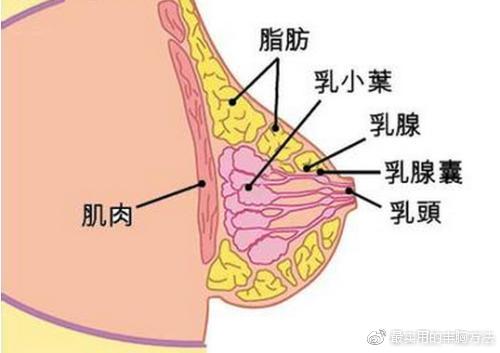 丰胸健康较有效的方法/丰胸最快最安全的方法是什么保持期1年