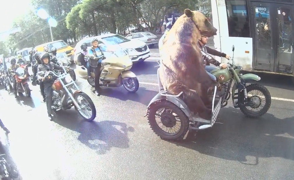 黑熊骑摩托车，一场荒诞背后的真实追问