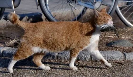 豹猫骑摩托车？别笑，这事儿真有人琢磨过