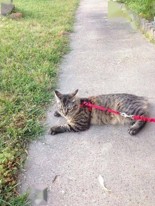 宠物猫骑摩托车，从搞笑视频到现实可能的完整拆解