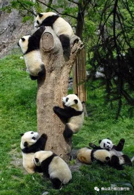 小熊猫怎么折？手把手教你折出一只圆滚滚的可爱小熊猫