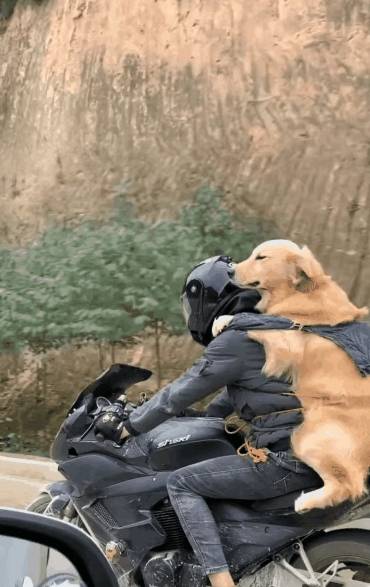 警犬骑摩托车,从荒诞想象到硬核现实,这到底是怎么回事? 警犬骑摩托车,从荒诞想象到硬核现实,这到底是怎么回事?